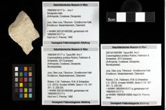 Foto (Objekt + Etiketten) von Cracensigillatus prolatus (Robins, Feldmann & Schweitzer, 2013) 